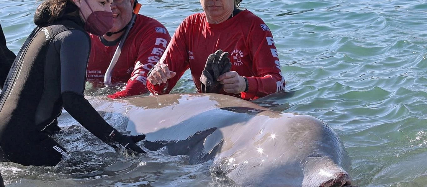 Ξανά στα ανοιχτά η φάλαινα που ξεβράστηκε στον Άλιμο